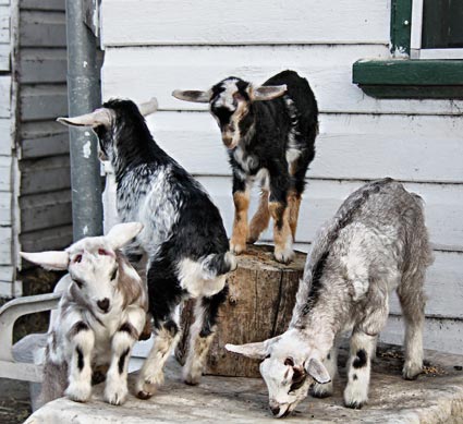 Some of the colourful miniature bred goats from our 2010 drop of kids.