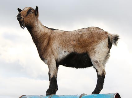 Ninja.  A miniature bred goat .