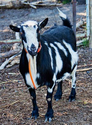 Pie is one of the matrons in our miniature goat breeding herd.