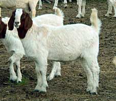 Fullblood boer goat wether from the Trigfry Goat Stud Australia.